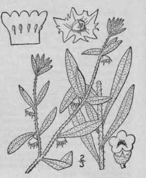 1 Asperugo Procumbens L German Mad Wort Catchweed 199