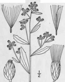 1 Baccharis Salicina T G Willow Bac Charis 1055