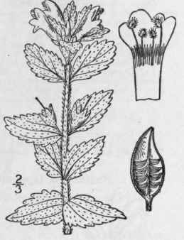 1 Bartsia Alpina L Alpine Bartsia 515
