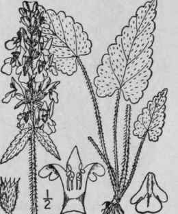 1 Betonica Officinalis L Betony Wood Betony Bishop 299