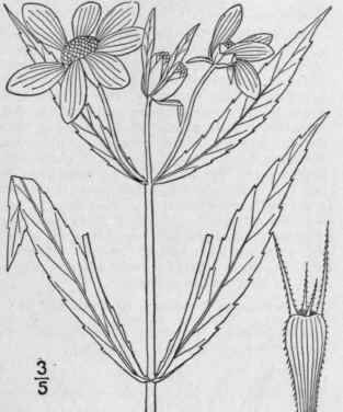 1 Bidens Laevis L B S P Larger Or Smooth Bur Marig 1176