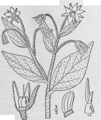 1 Borago Officinalis L Borage 220