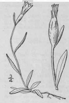 1 Campanula Tourn L Sp Pl 163 1753 686