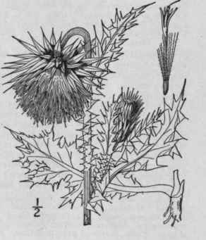 1 Carduus Nutans L Musk Thistle Plumeless Thistle 1323