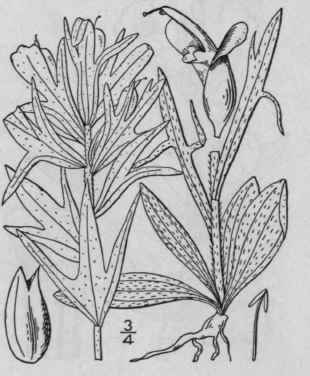 1 Castilleja Coccinea L Spreng Scarlet Painted Cup 504