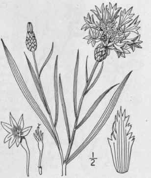 1 Centaurea Cyanus L Blue Bottle Corn Blue Bottle 1327