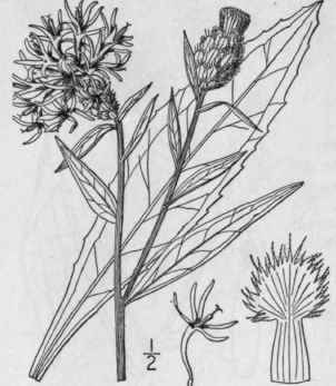 1 Centaurea Cyanus L Blue Bottle Corn Blue Bottle 1328