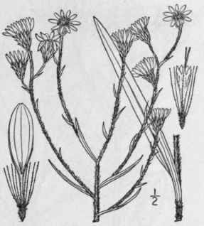 1 Chrysopsis Graminifolia Michx Ell Grass Leaved G 866