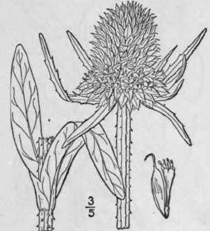 1 Dipsacus Sylvestris Huds Wild Common Or Card Tea 678