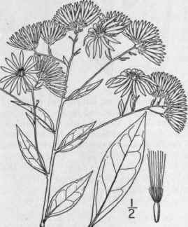 1 Doellingeria Umbellata Mill Nees Tall Flat Top W 1052