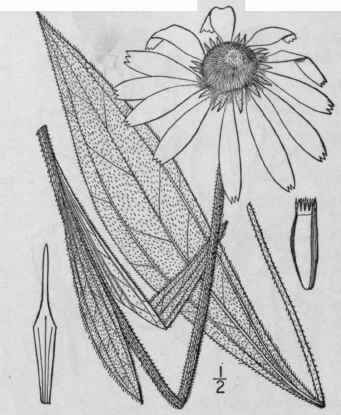 1 Echinacea Purpurea L Moench Purple Cone Flower B 1128