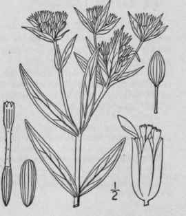 1 Flaveria Campestris Johnston Plains Flaveria 1199