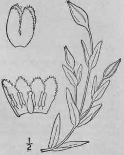 1 Gentiana Ventricosa Griseb Swollen Gentian 18