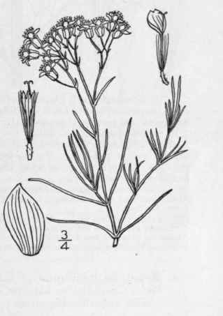 1 Haploesthes Greggii A Gray Gregg s Haploesthes 1275