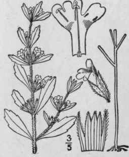 1 Hedeoma Pulegioides L Pers American Pennyroyal 318