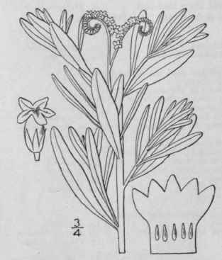 1 Heliotropium Europaeum L European Heliotrope Fig 174