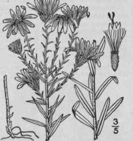 1 Ionactis Linariifolius L Greene Stiff Or Savory 1054