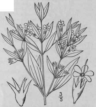 1 Isanthus Brachiatus L B S P False Pennyroyal 243