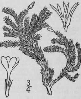 1 Leptodactylon Caespitosum Nutt Tufted Sharp Leav 150