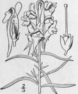 1 Linaria Linaria L Karst Ranstead Butter And Eggs 414