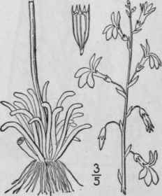1 Lobelia L Sp Pl 929 1753 699