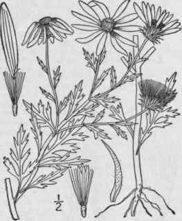 1 Machaeranthera Tanacetifolia H B K Nees Tansy As 1030