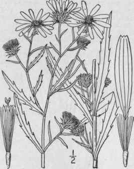 1 Machaeranthera Tanacetifolia H B K Nees Tansy As 1031