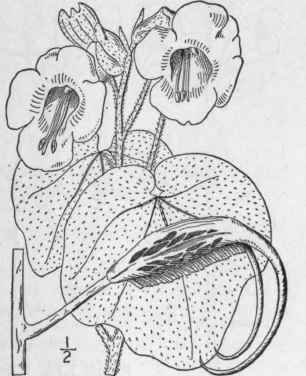 1 Martynia Louisiana Mill Unicorn Plant Elephant s 558