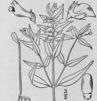 1 Melampyrum Lineare Lam Narrow Leaved Cow Wheat 527