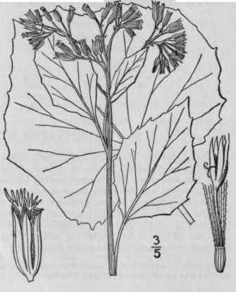 1 Mesadenia Reniformis Muhl Raf Great Indian Plant 1277