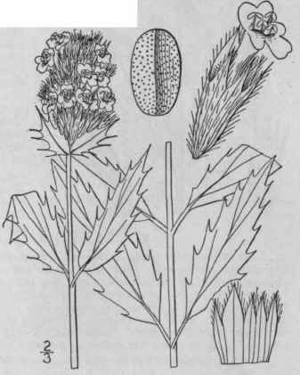 1 Moldavica Parviflora Nutt Brit Ton American Drag 267