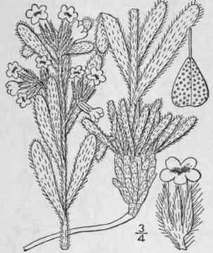 1 Oreocarya Suffruticosa Torr Greene Shrubby Oreoc 191