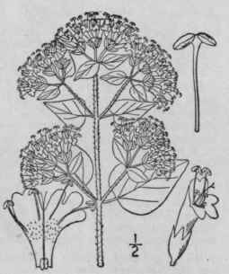 1 Origanum Vulgare L Wild Marjoram Winter Sweet Or 329