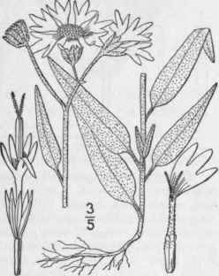 1 Othake Sphacelatum Nutt Rydb Hooker s Othake 1205