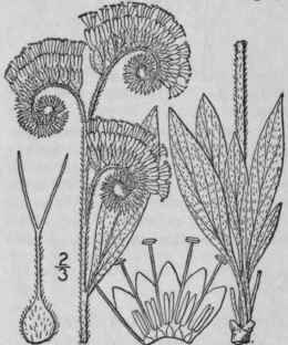 1 Phacelia Leucophylla Torr Silky Phacelia 161