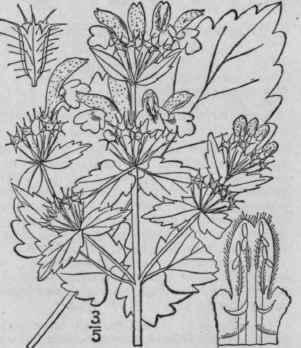 1 Phlomis Tuberdsa L Jerusalem Sage Sage Leaf Mull 275