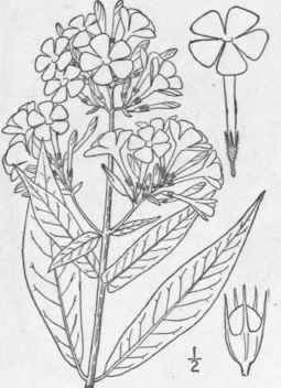 1 Phlox Paniculata L Garden Phlox 125
