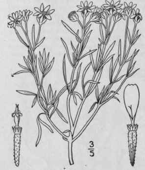 1 Picradeniopsis Oppositifolia Nutt Rydb Picradeni 1207