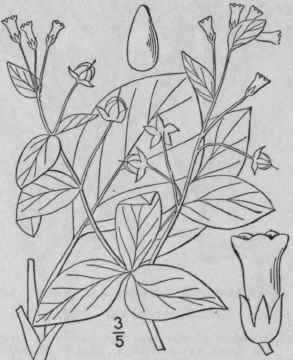 1 Pneumaria Maritima L Hill Sea Lungwort Sea Buglo 194
