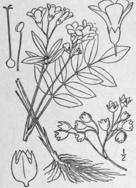 1 Polemonium Van Bruntiae Britton American Jacob s 152