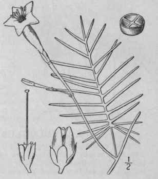 1 Quamoclit Quamoclit L Britton Cypress Vine India 99