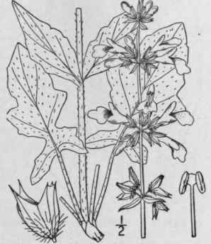 1 Salvia Lyrata L Lyre Leaved Sage Wild Sage Cance 300