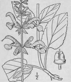 1 Salvia Lyrata L Lyre Leaved Sage Wild Sage Cance 301