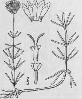 1 Sclerolepis Uniflora Walt Porter Sclerolepis 822