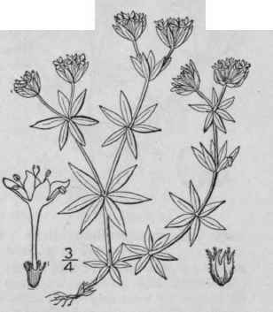 1 Sherardia Arvensis L Blue Field Madder Herb Sher 623