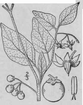 1 Solanum Nigrum L Black Deadly Or Garden Nightsha 388