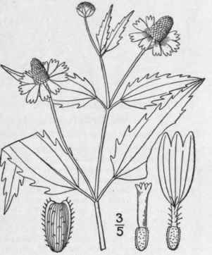 1 Spilanthes Repens Walt Michx Spilanthes 1112
