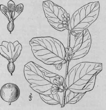 1 Symphoricarpos Racemosus Michx Snowberry Wax Ber 647
