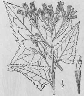 1 Synosma Suaveolens L Raf Sweet Scented Indian Pl 1280