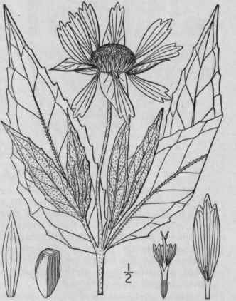 1 Tetragonotheca Helianthoides L Tetragonotheca 1111